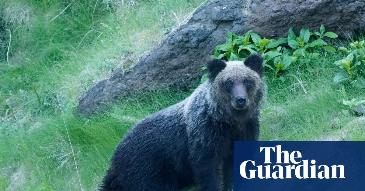 Bear attack survival tips released in Japan as encounters surge