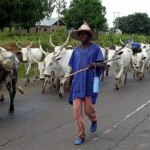 Benue govt confirms 17 LGAs affected by herdsmen attacks