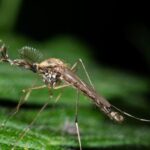 Iceland reports the presence of mosquitoes for the first time, as climate warms