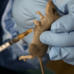 Lassa fever death toll rises to 166 as fatality rate rises