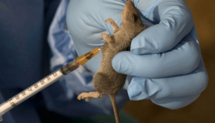 Lassa fever death toll rises to 166 as fatality rate rises