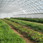 NALDA launches high-tech greenhouse initiative to drive year-round vegetable production