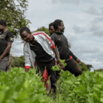 Nigerian agri-tech start-up, among World Food Prize finalists