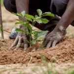 Polaris Bank, Fund Expand Tree Planting Drive To Lagos, Ogun, Kaduna
