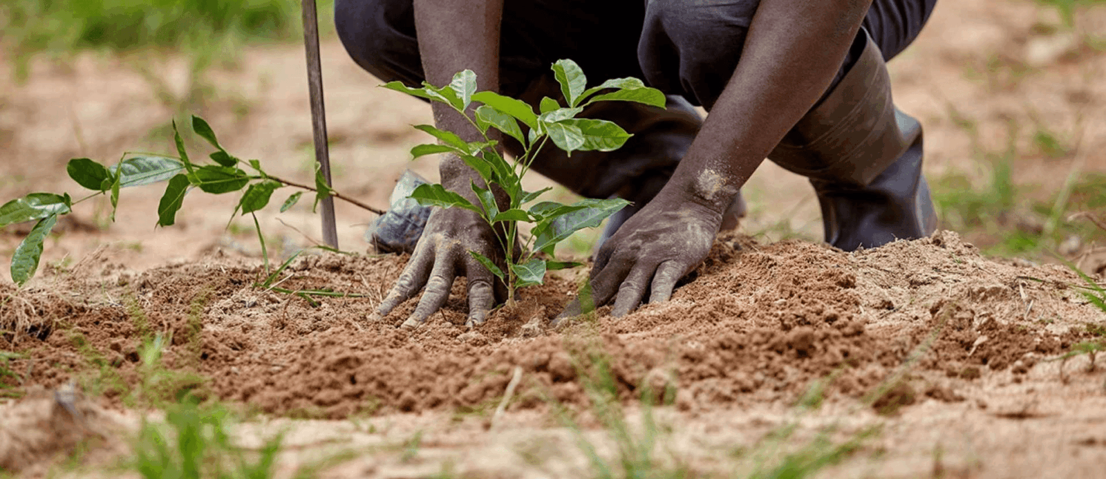 Polaris Bank, Fund Expand Tree Planting Drive To Lagos, Ogun, Kaduna