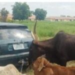 Police Arrest 9 Suspected Cattle Rustlers In Jigawa