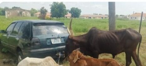Police Arrest 9 Suspected Cattle Rustlers In Jigawa