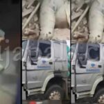 VIDEO: Alleged Dangote Truck Crushes About 20 People to De@th in Akungba, Ondo
