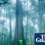 ‘This is bad news’: Australian tropical rainforest trees switch in world first from carbon sink to emissions source