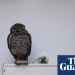Cruise-ship stowaway owls set for US return after living it up at Spanish resort