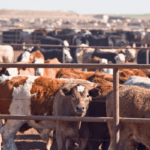 FG, partners unveil new push for women in livestock sector 