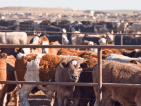 FG, partners unveil new push for women in livestock sector