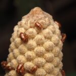 Forget flowers: These ancient plants attract pollinators by getting hot