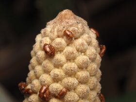 Forget flowers: These ancient plants attract pollinators by getting hot