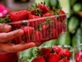 Nigeria grows strawberries, but poor infrastructure keeps them from markets