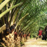 Presco acquires 10,000 hectares Nsadop, Boki plantations in new expansion drive