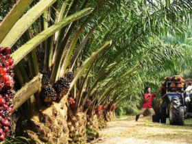 Presco acquires 10,000 hectares Nsadop, Boki plantations in new expansion drive