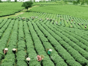 Trees as medicine: Health gains from reforestation