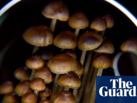 ‘The attrition is setting in’: how Oregon’s magic mushroom experiment lost its way